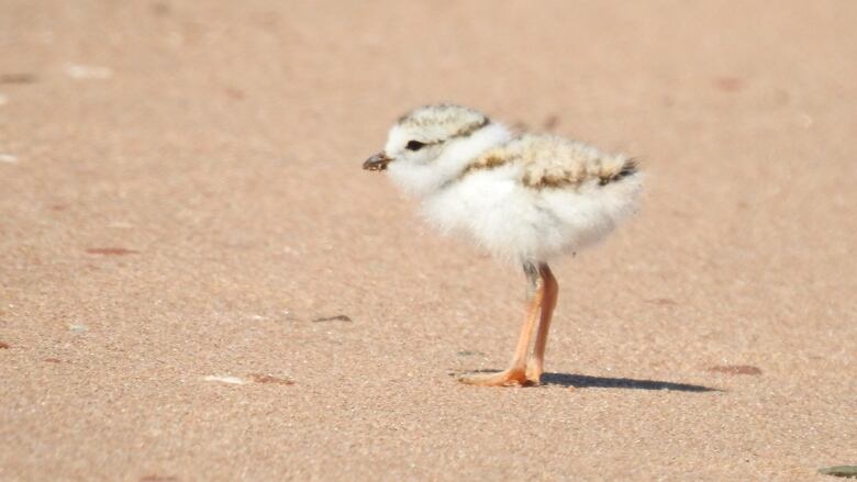 A fluffy piping plover chick 