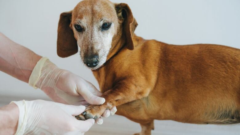 An elderly Dachshund has its paw examined by a veterinarian. 