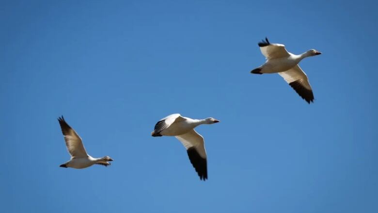 Geese in the air.