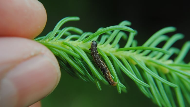 A bug crawls on a leaf