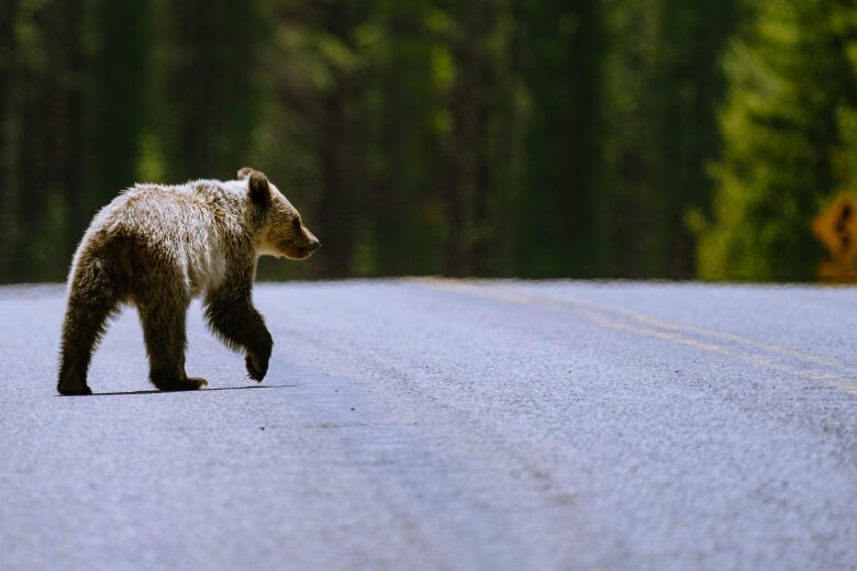 A Grizzly bear cub crosses the road