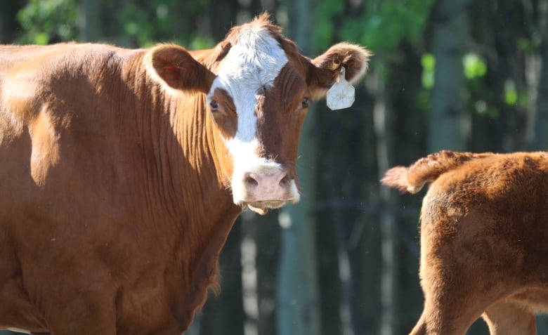 Cows are pictured during a cattle drive in southern Alberta.