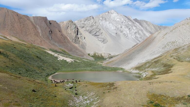 The herd is currently contained to a 1,200-square-kilometre reintroduction zone, on the park's eastern slopes.