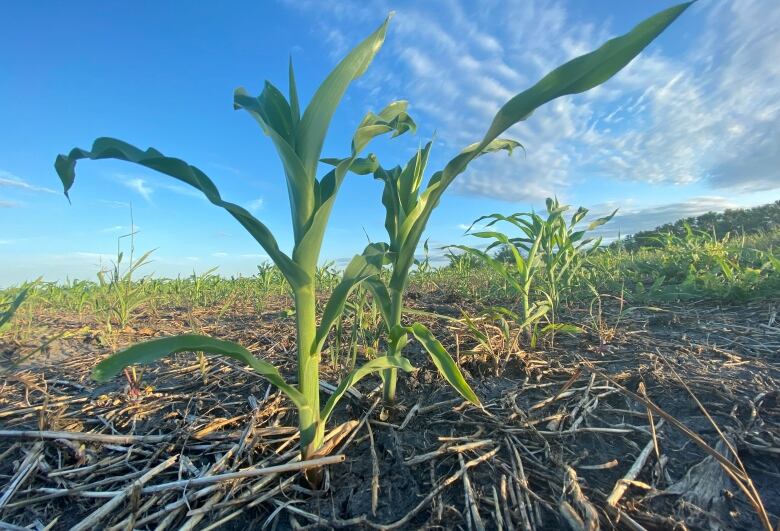 A closeup shows corn stalks in a dry farm field.