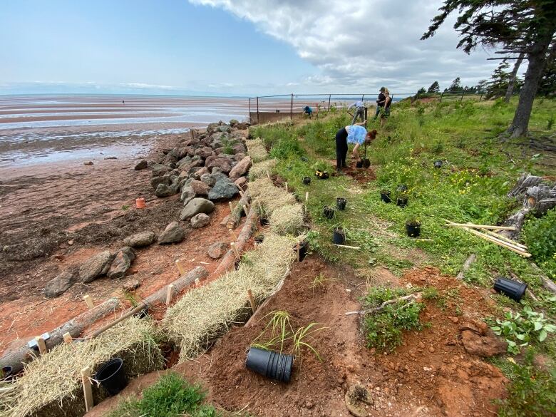 A shoreline being lined with hay bales to prevent erosion 