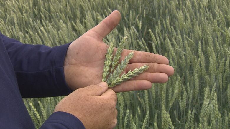 Four sheafs of wheat spread out over a hand, with a field of wheat in the background.