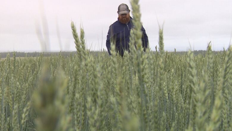 A man inspects his field of winter wheat