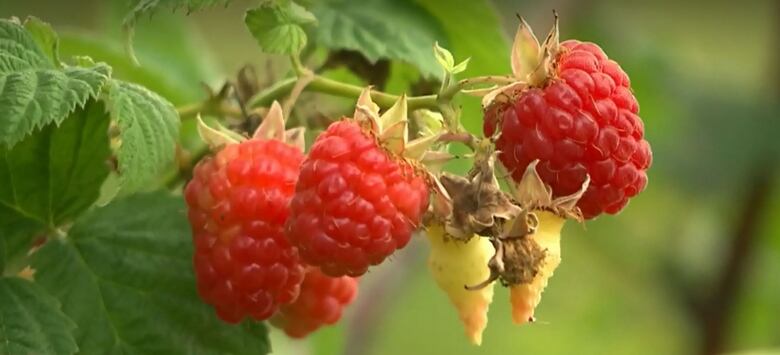 Raspberries