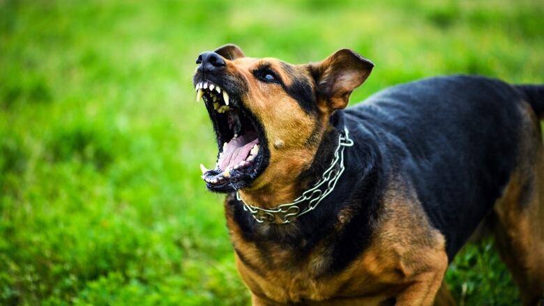 Angry dog; Shutterstock ID 702139315; user: -; manager: -; email: -; project: -