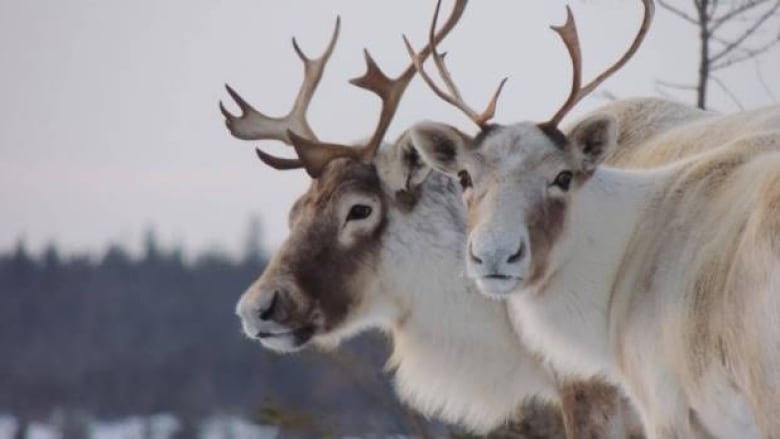 two caribou in winter