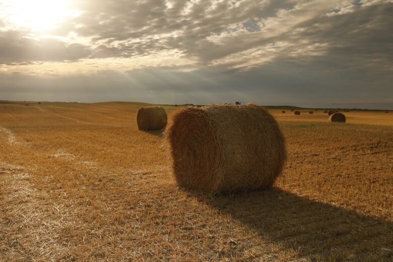 A hay bales 