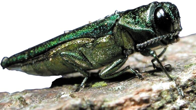 A close-up of a green beetle.