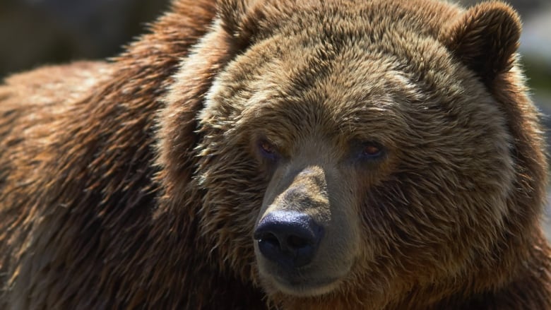 A stock photo of a grizzly bear's face.