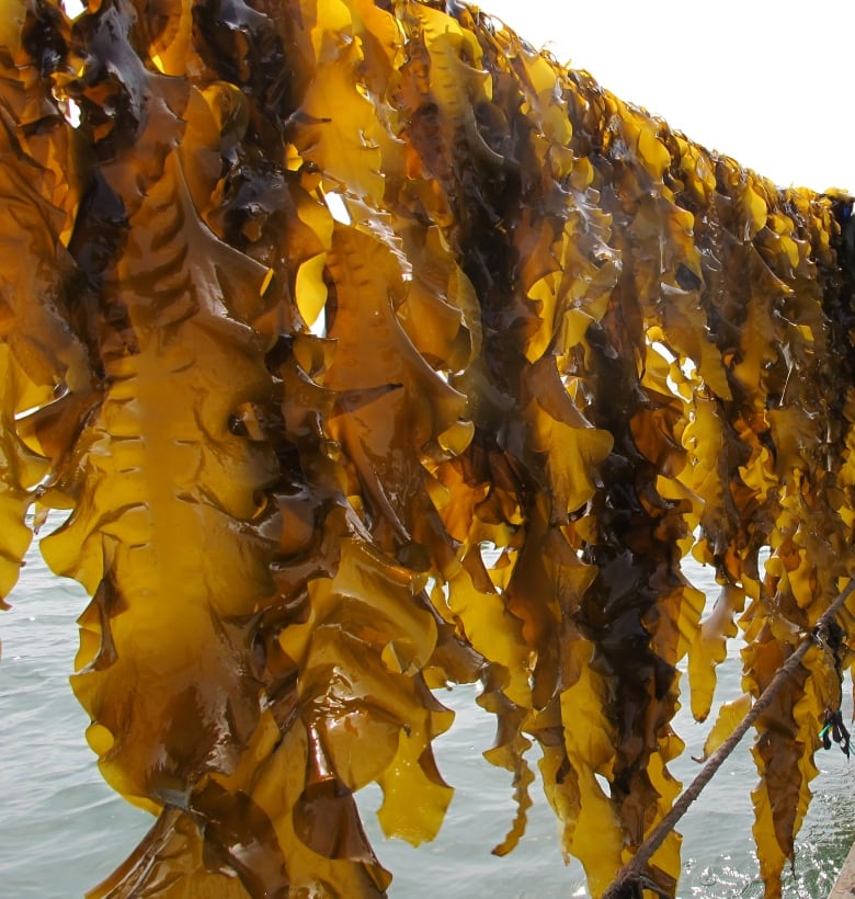 Kelp being pulled up on a line from the ocean.