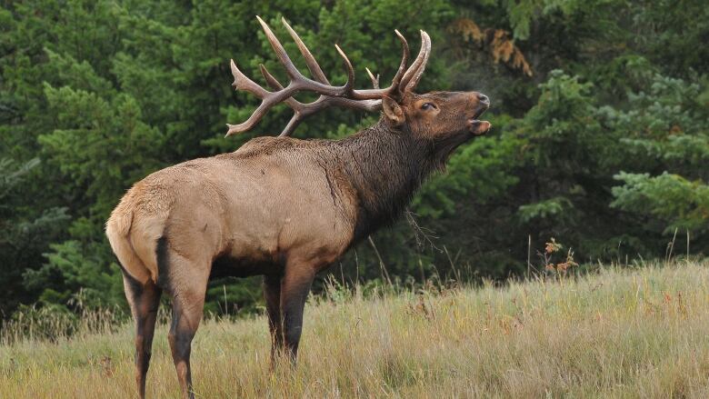 A brown elk with large antlers stands in a field. 