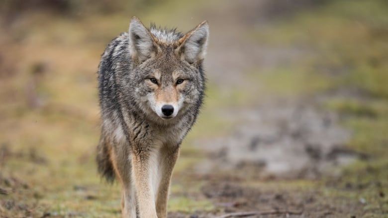 Coyote walks in park.