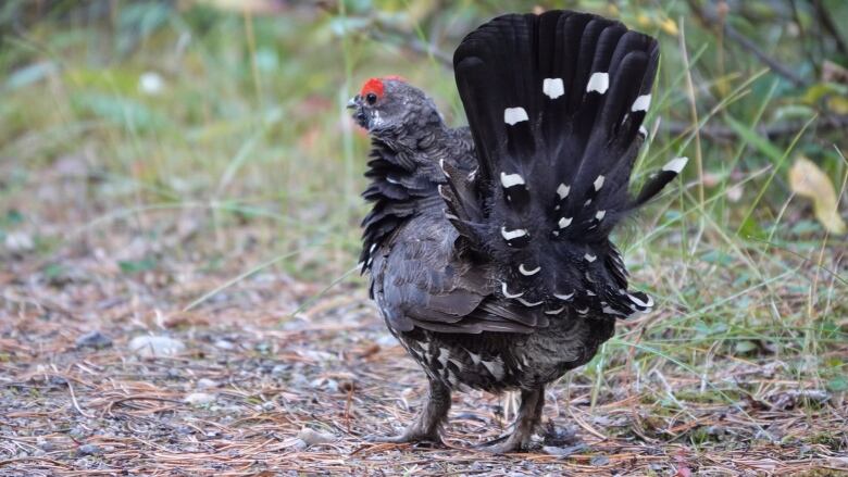 A grouse.