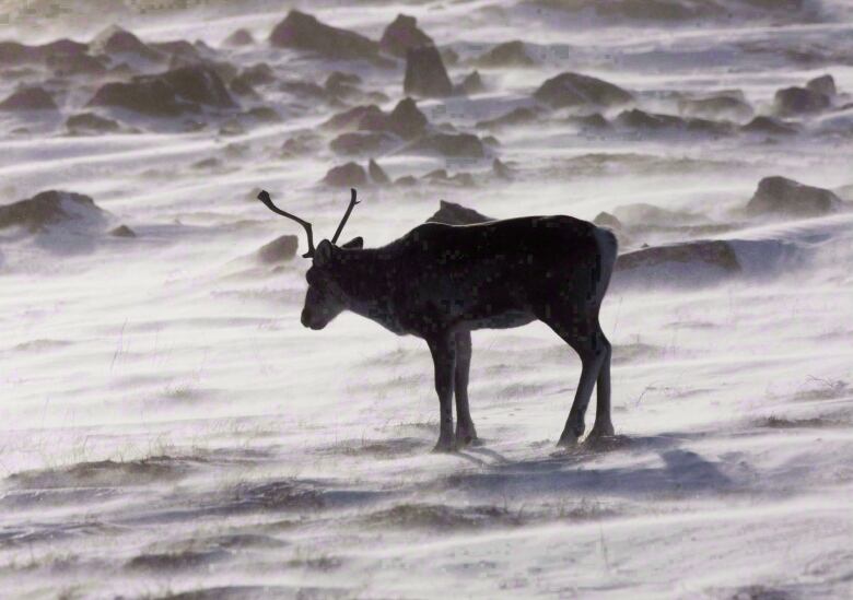 Caribou on snow.