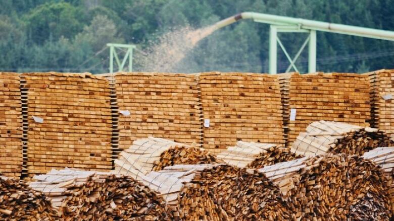 Eight bundles of cut wood lying horizontally in front of six vertical stacks of cut wood