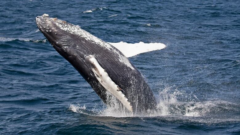 A whale emerges from water, with spray all around it. It has white flippers.