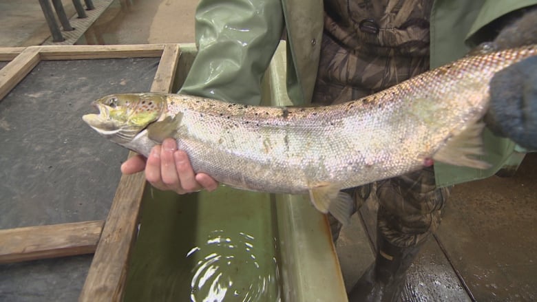 a fish being held in hands.