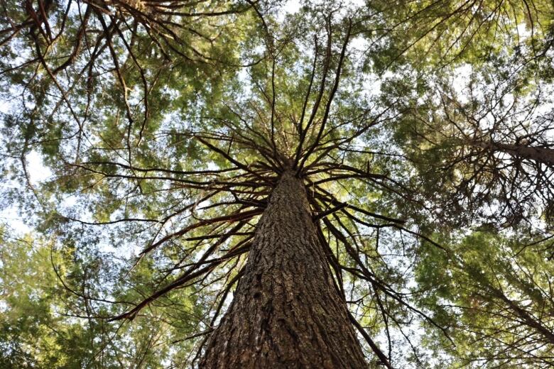 An eastern hemlock tree is seen from trunk to canopy.