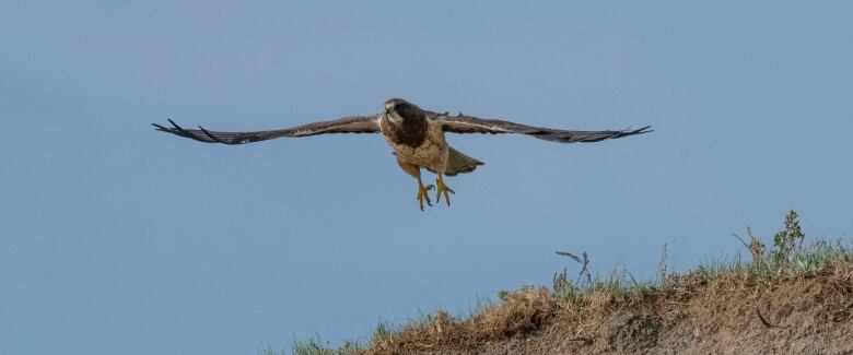 A large hawk in flight.