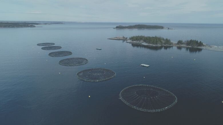 Aerial footage of a fish farm in Bayswater, N.S.