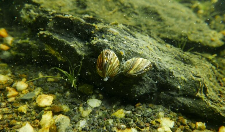 An underwater image of two small shell-covered creatures on a rock.