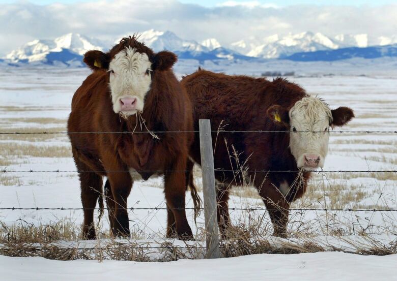 Two cows stand behind a barbed wire fence.