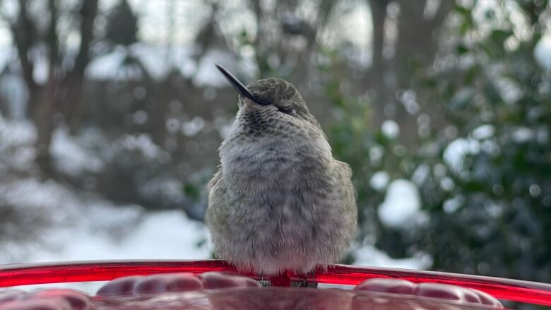 Fluffed up hummingbird sits on the edge of a red feeder. Snow in the background.