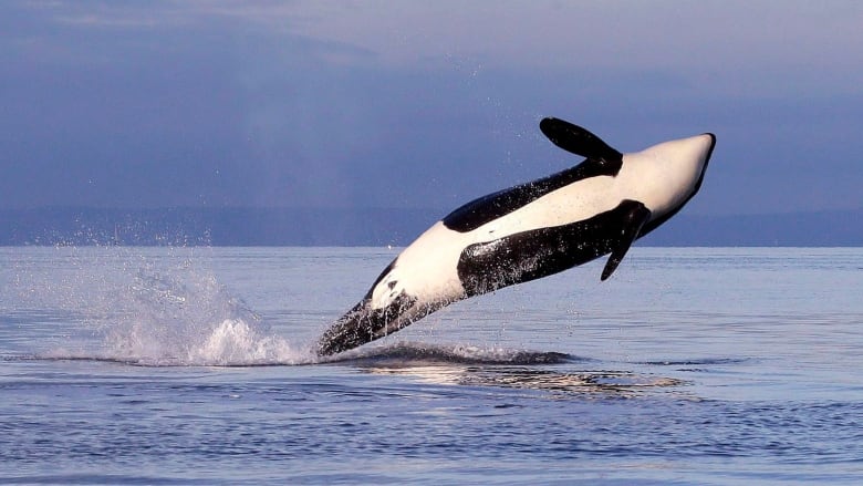 A killer whale leaps out of the water.