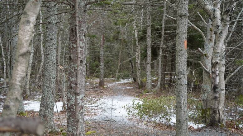 A wooded area with snow on the ground