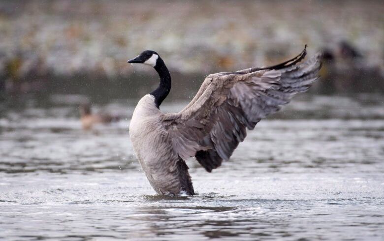 A goose on water spreads its wings.