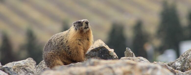 A yellow-bellied marmot perches on a rock with its face raised to the sun.