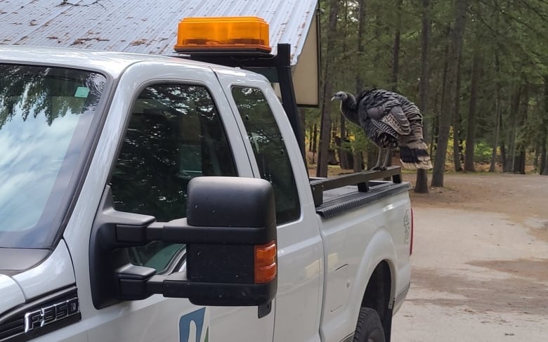 A turkey is perched on the back of a pickup truck. 