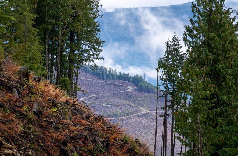 An area free of trees in a forest.