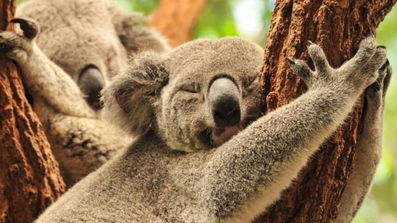 two koalas sleeping in a tree