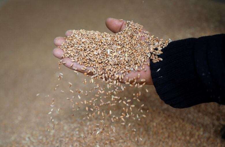 A worker displays grains of wheat at a mill in Beirut, Lebanon, March 1, 2022. Picture taken March 1, 2022.