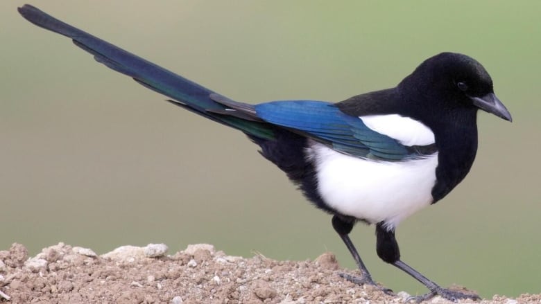 A black and white bird with a stripe of blue on its wing stands in some light brown dirt. 