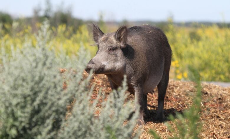 A lone wild boar standing next to a bush outside. 