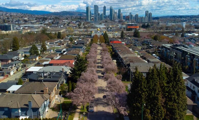 An aerial shot of a row of blooming cherry blossom trees along a residential street. The Vancouver downtown skyline is visible in the background.