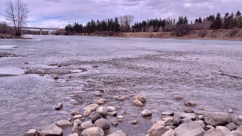 A photo of a river with rocks protruding from it and spruce trees in the background.