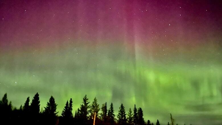 Silhouettes of trees are seen against a colourful night sky streaked with purple, magenta, and bright green.