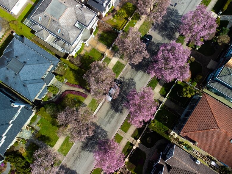 An aerial shot of a row of blooming cherry blossom trees along a residential street.