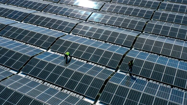 Employees working on a solar farm