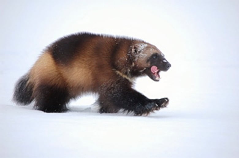 A wolverine walks in the snow.