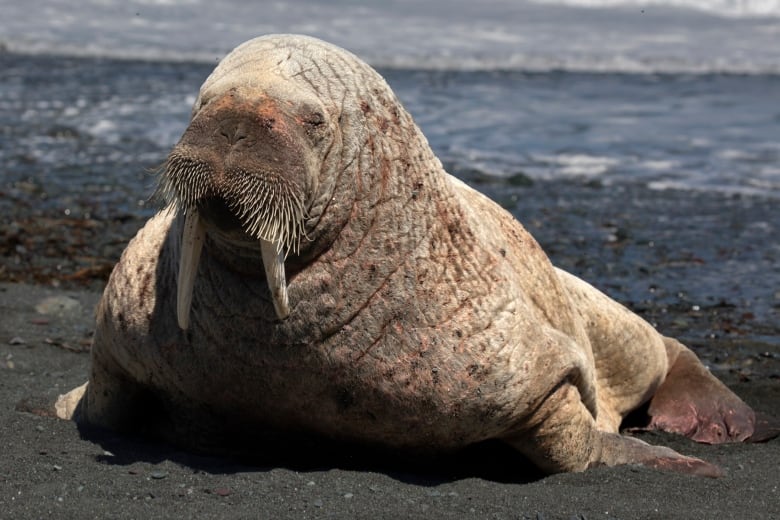 A large walrus with white tusks sits on the shoreline of a rocky beach on a sunny.