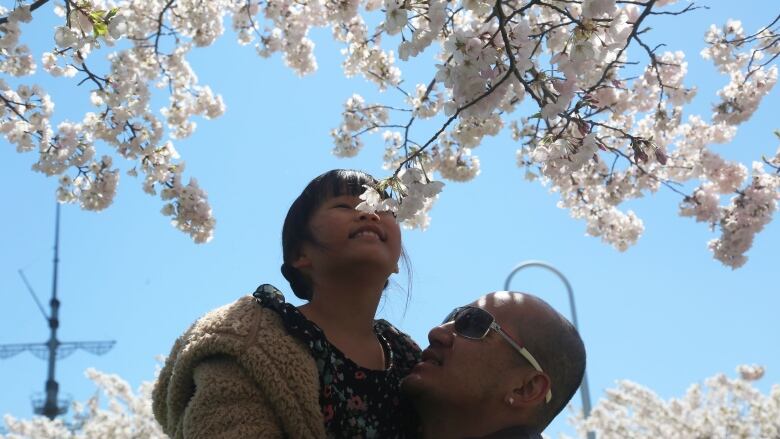 A man and a child with the cherry blossom trees in Gage Park. 