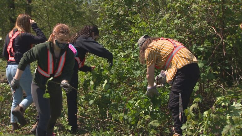 People wearing safety vests and masks pull weeds.